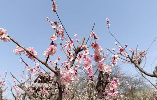《春分》
