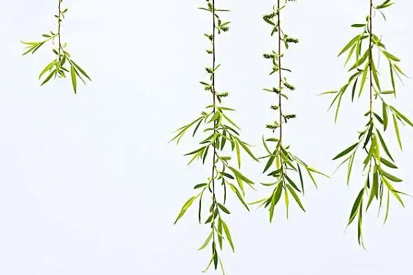 柳枝的拼音