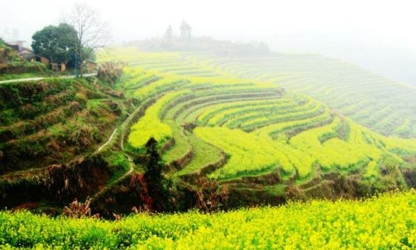 大埔油菜花旅游景点