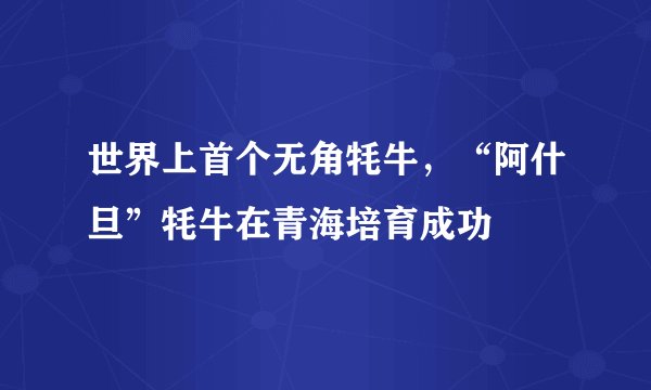 世界上首个无角牦牛，“阿什旦”牦牛在青海培育成功