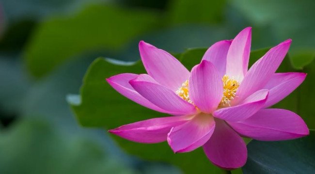 夏至是什么意思?是夏天的开始?还是夏天的结束呢?
