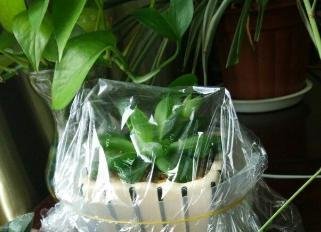 如何把玉露养紧凑