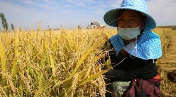猪肉价格连续7周回落！年底会大涨吗？权威回应