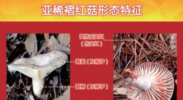 紧急跨省转运抢救!贵州6人吃菌中毒,4人急送昆明抢救