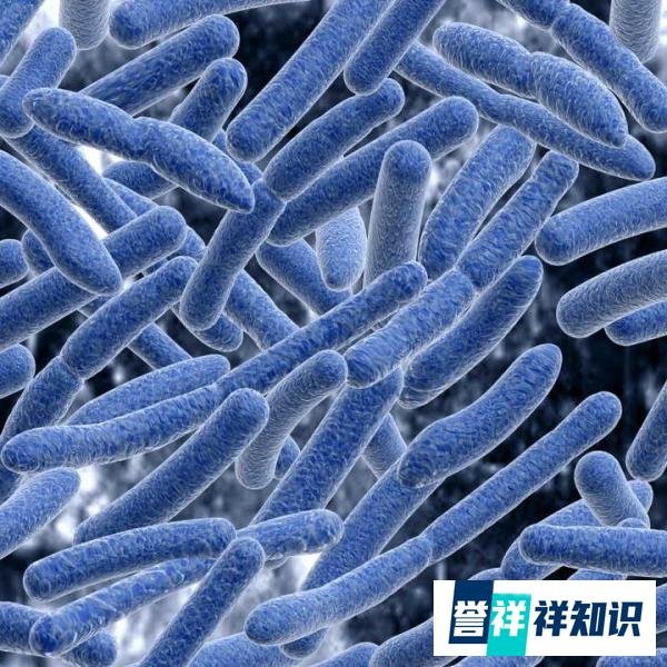 男子扫墓后发烧竟因吸入霉菌:咳嗽不止、胸痛发烧。
