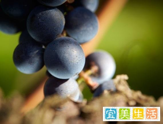 柏菲德赛斯：柏菲同门，量少质优
