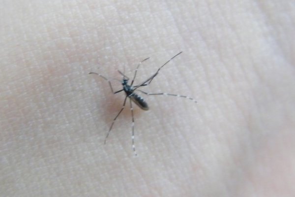 蚊子有几条腿？