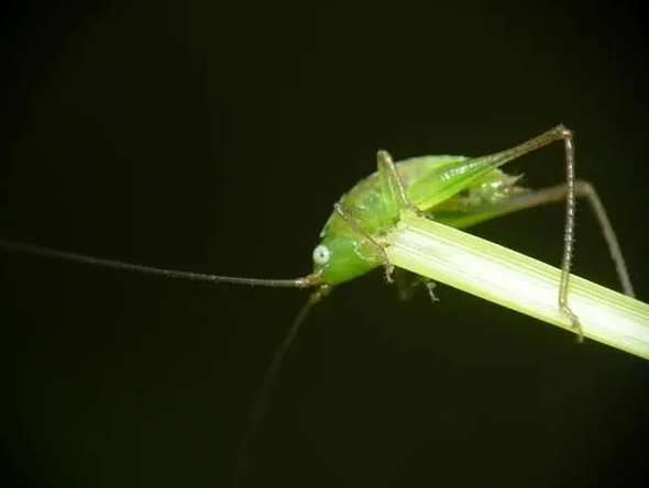 蝻是什么意思