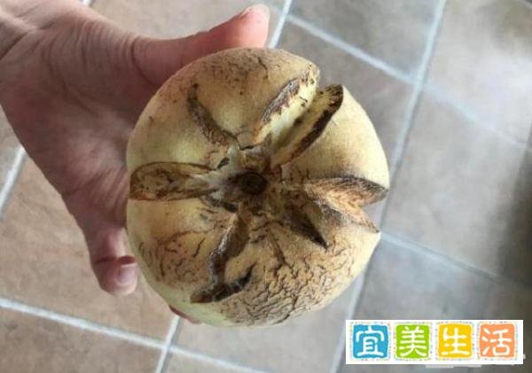 女子为表孝心给母亲买桃被嫌弃,结果却出人意料