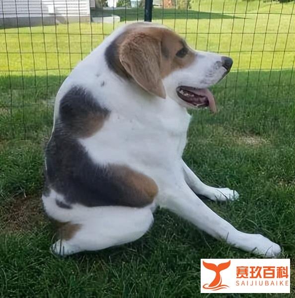 钟楼怪人——“卡西莫多犬”,浑身是病,养过的都后悔!