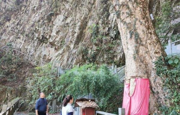贵州“古楠木王”被盗割，官方：已装摄像头，安排专人看护