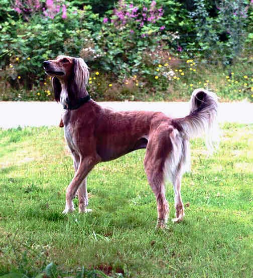 沙克犬的介绍