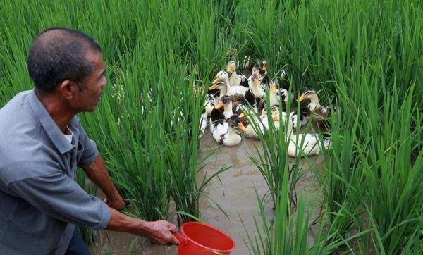 “稻鸭农法”1亩地20只鸭子,“除”草能力有多强?颠覆您的认知