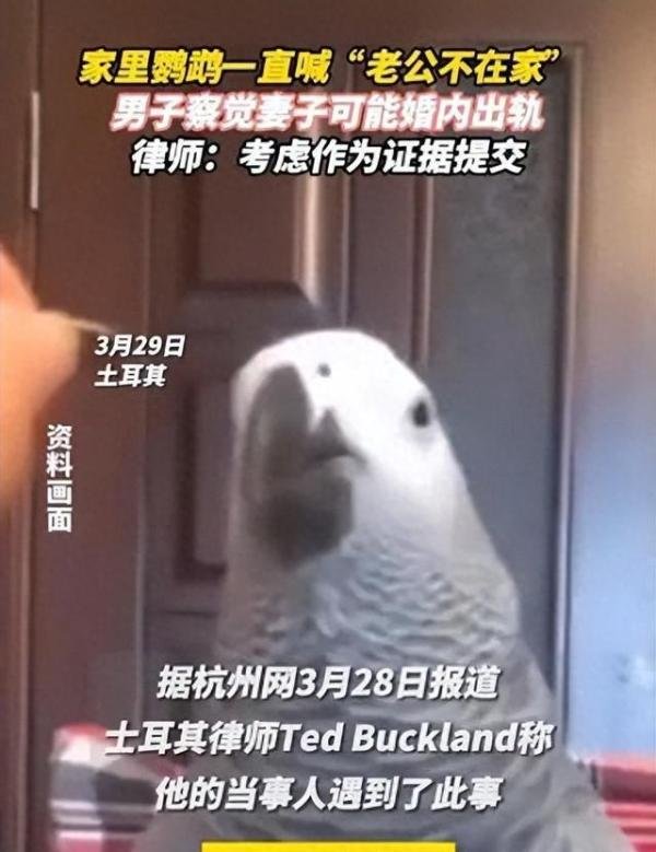 鹦鹉喊老公不在家 男子觉察自己被戴了绿帽子