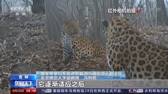 东北豹照镜子瞬间被镜中自己迷倒，如何从心理学看待这一举动？