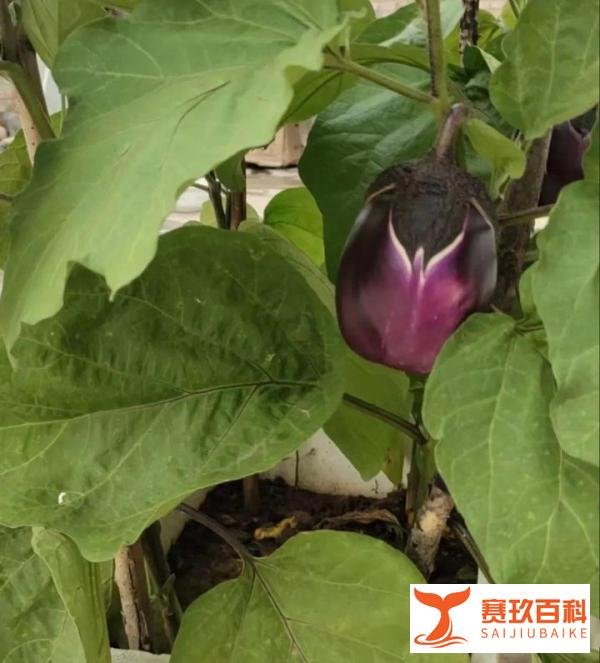 俗话说:今年立秋不一般,60年一遇,这6大特点,有啥说法?