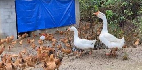 4只黑狗在院子里围攻1只大鹅被翻盘,大鹅的攻击力究竟有多强?