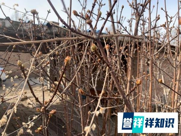 扬州盐商