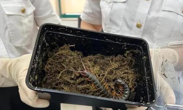 海口海关查获五条巨人蜈蚣，体长20厘米却还是幼体，它有多危险？