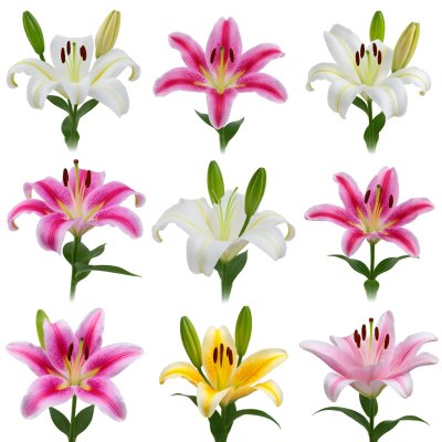 1~15朵百合不同寓意