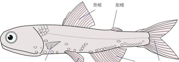 【动物分类志】辐鳍鱼纲 · 概述