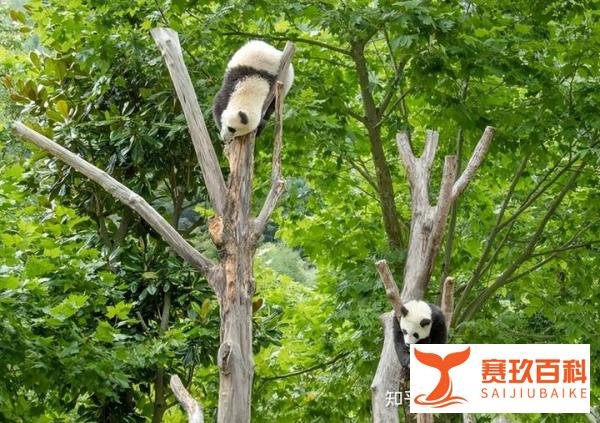 为什么神树坪的树上长满了熊猫？多媒体展厅带你探索熊猫的世界