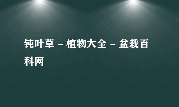 钝叶草 - 植物大全 - 盆栽百科网