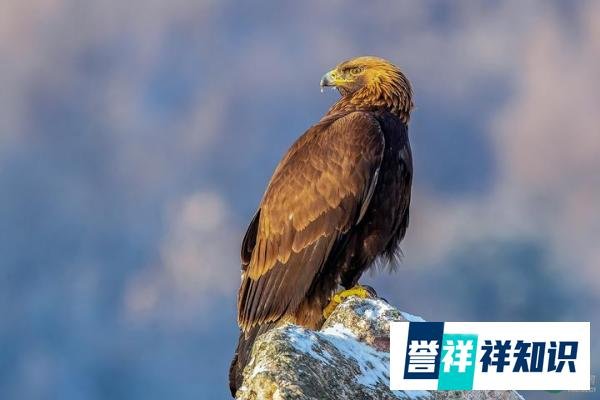 四川瓦屋山首次发现猛禽之王,有金色的冠羽