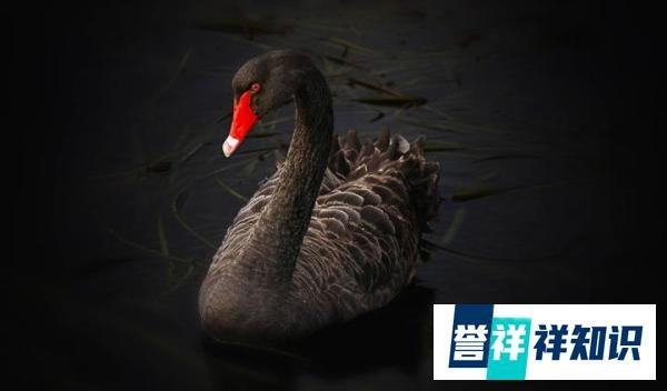 什么是灰犀牛?灰犀牛和黑天鹅的区别?