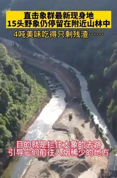 象群最新现身地:4吨美味只剩残渣 这是咋情况？