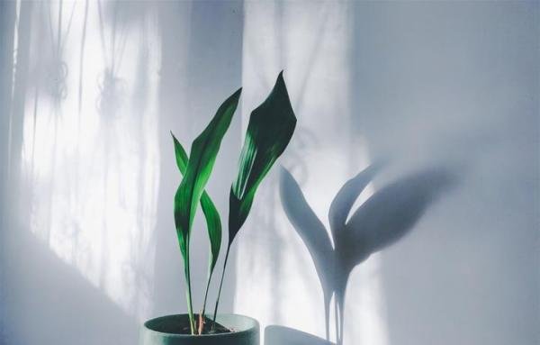 30种耐阴植物室内盆景,耐阴的家养植物