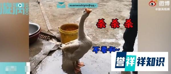 大白鹅听主人说要杀它被气吐血 这是咋情况？