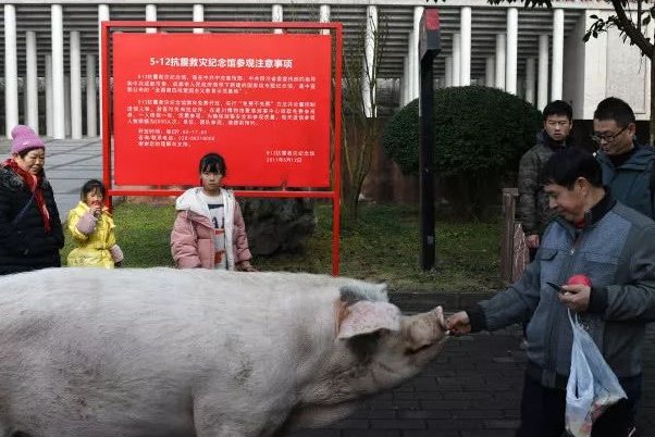 猪坚强可能即将走完生命旅程,他现在状况有多不好?你知道猪坚强的经历吗?