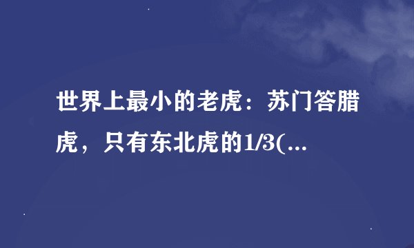 世界上最小的老虎：苏门答腊虎，只有东北虎的1/3(只剩400只)