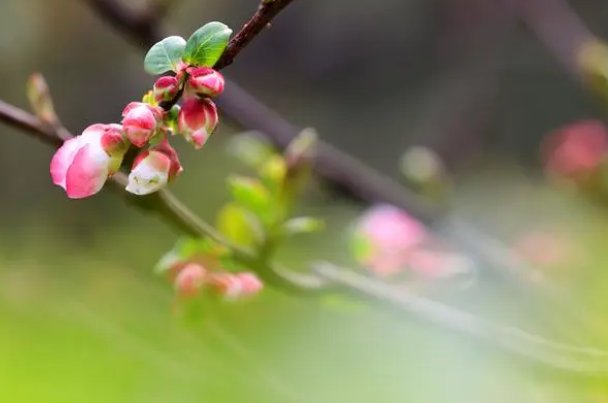 惊蛰的正确发音