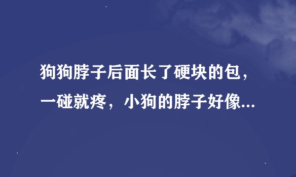 狗狗脖子后面长了硬块的包，一碰就疼，小狗的脖子好像抬不起来，怎么