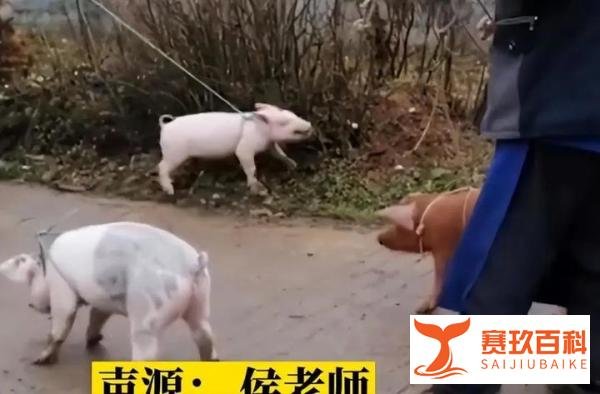 奖励优秀生的小猪养9月后卖4000元与外卖员想10元理发 进店后消费上万