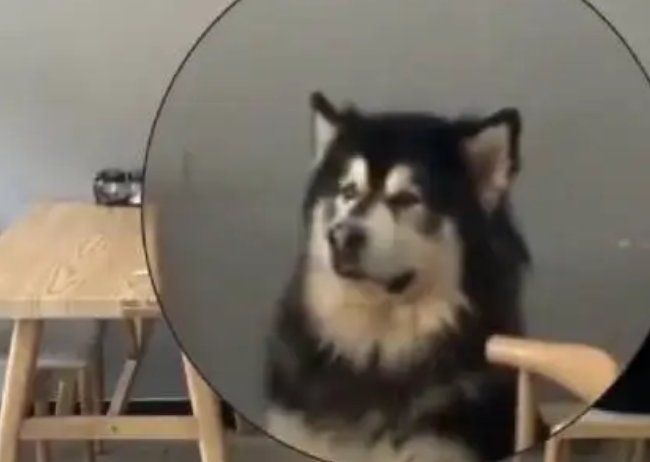 狗子看到店主宰羊吓出表情包，它这是在害怕吗？