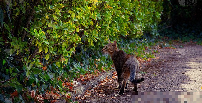 野外抓的猫如何驯养比较好？