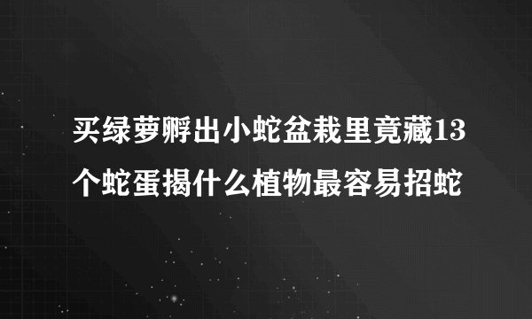 买绿萝孵出小蛇盆栽里竟藏13个蛇蛋揭什么植物最容易招蛇