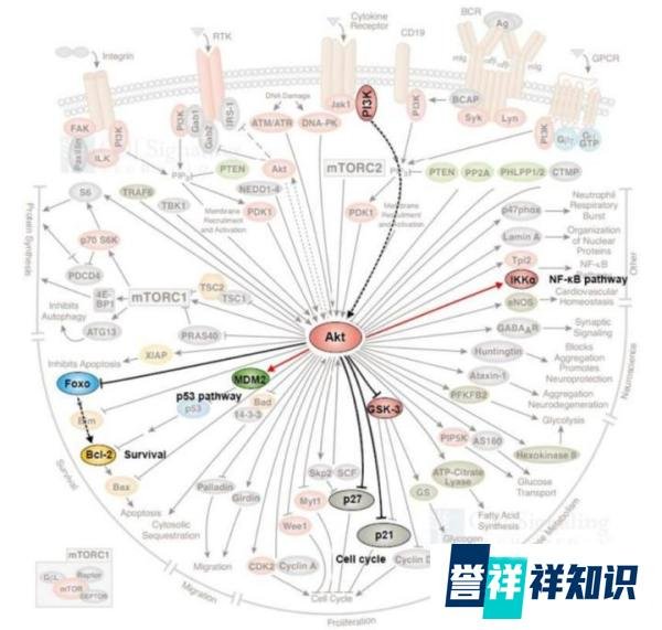 什么是磷脂酰肌醇信号通路?