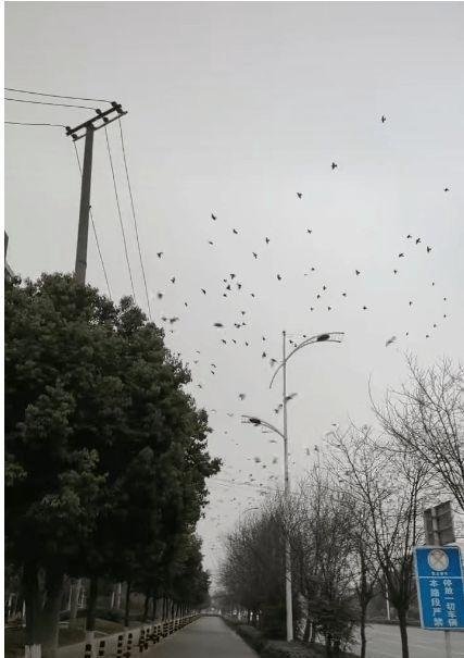 成都出现飞鸟撞树现象，是不是灾害前兆？