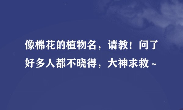 像棉花的植物名，请教！问了好多人都不晓得，大神求救～