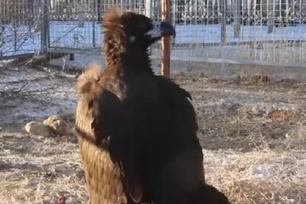 秃鹫因太冷闯进牧民家求救，人和动物之间正确的相处模式应该是怎样的？