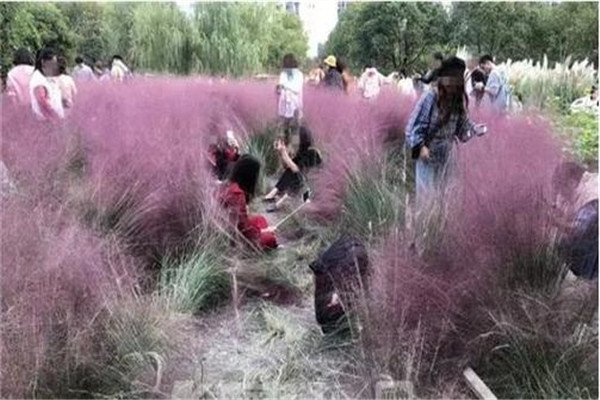 网友对游客跳进网红粉黛花海拍照,有何评价?