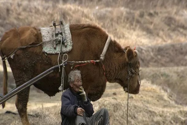 骆驼铁丝缠脚被解救长鸣感谢,为何说动物其实是有感情的?