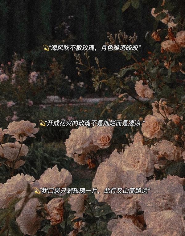 18.有关玫瑰的高级浪漫文案