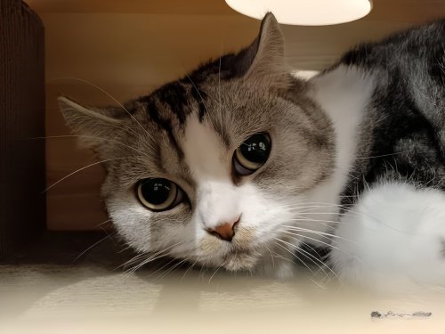 猫会说话是怎么回事