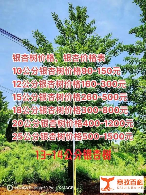 银杏树苗价格,银杏小苗价格,5/8/10/12/15/20/25公分银杏价格表