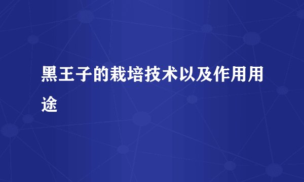 黑王子的栽培技术以及作用用途